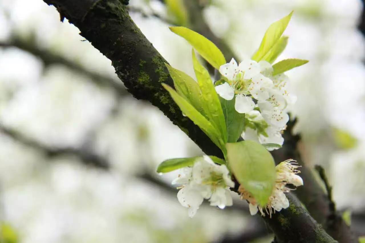 花卉培育