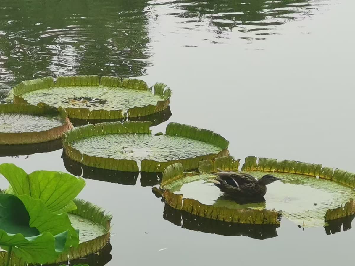 王莲池塘